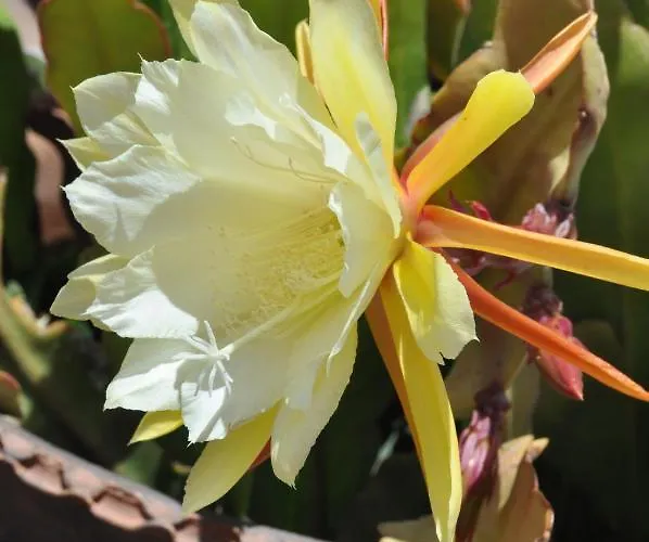 Orquideas In Hotel 2*