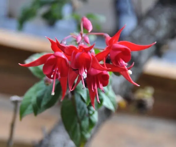 Orquideas In 2*
